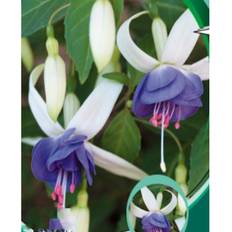 Havefuchsia (Fuchsia 'Delta's Sarah') Potte 1 liter