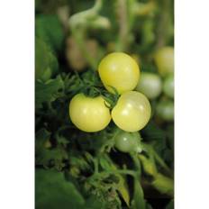 Tomat, Kruk-, Balconi Yellow