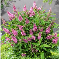 Buddleja davidii Butterfly Candy  Little Pink, Dvärgbuddleja, Fjärilsbuske