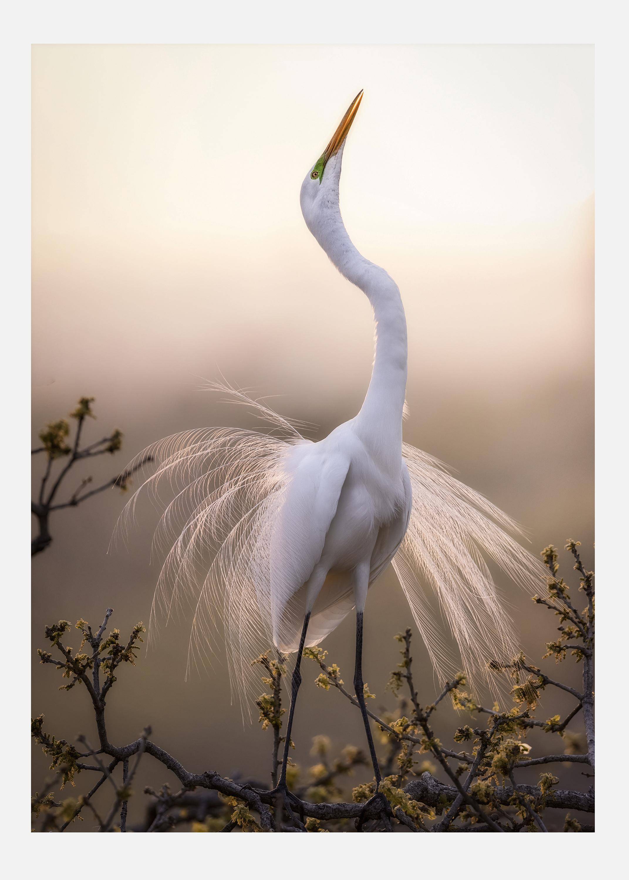 Solo Dance Canvastavla (70x100 cm)