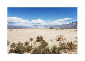 Death Valley Flora 30x21 Poster
