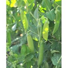 Ærter. Douce Provence. Vinterærter. Pisum sativum. Frø