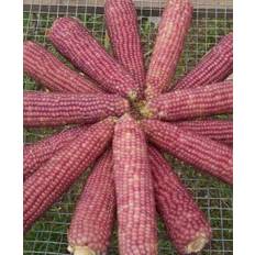 Majs – Popcorn Majs ‚Early Pink Pearl‛ Øko NYHED