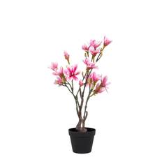 Plante Magnoliatræ 75 cm