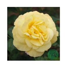 Ros OMNIA GARDEN Rosa 'Chinatown' (Floribunda-Gruppen) 10-pack