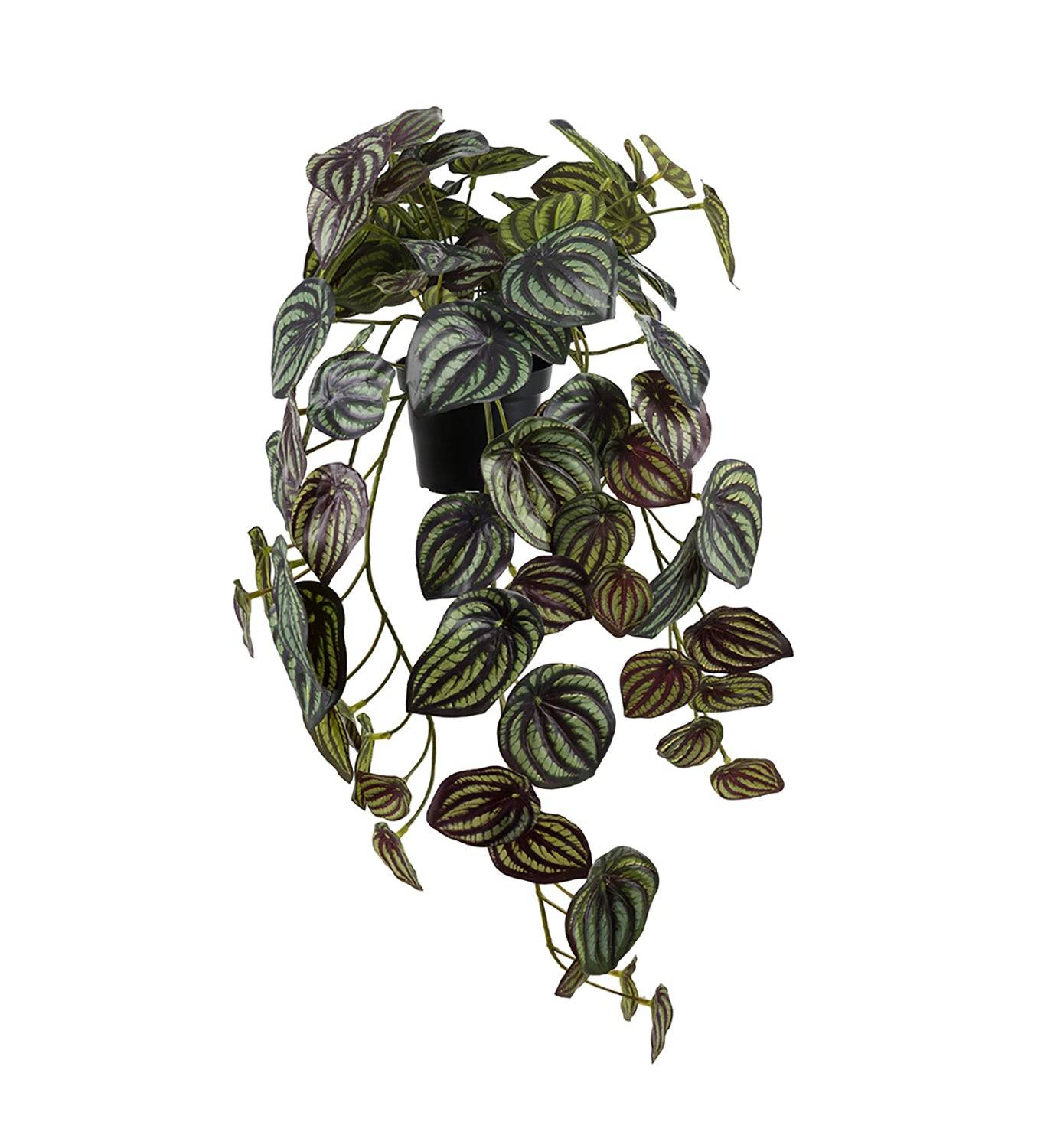 Konstväxt Peperomia