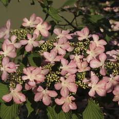 Japansk Snebolle (Viburnum plicatum 'Molly Schröder') 80-100 cm ekstra kraftig
