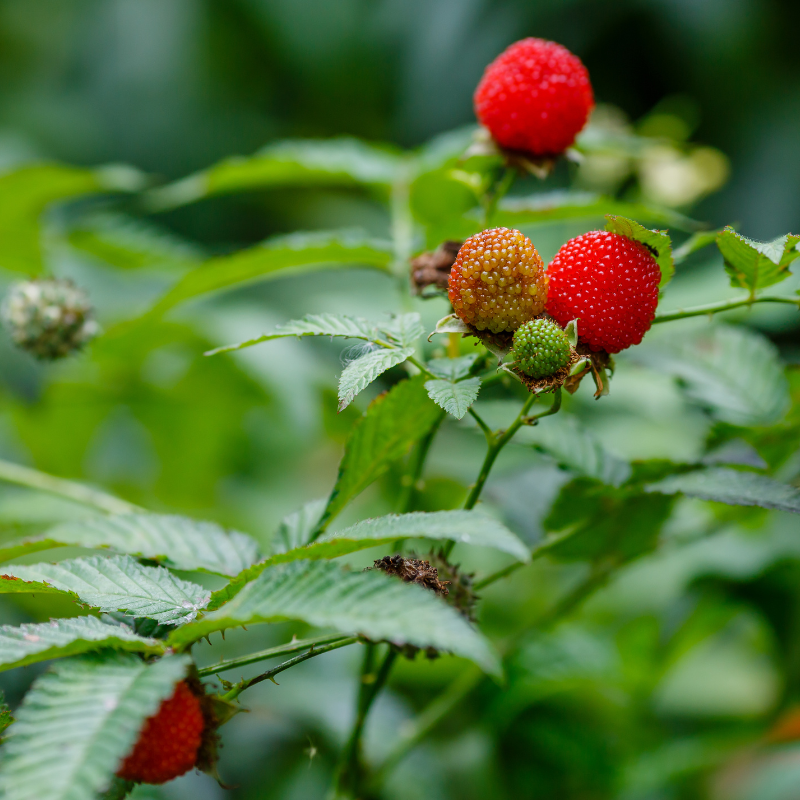 Jordbærhindbær (Rubus illecebrosus 'Asterix')