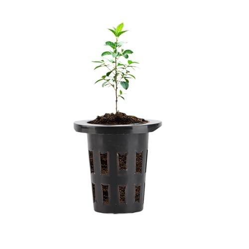 50 st Jordfri växtkruka Multifunktionell hydroponisk korg PP Hydroponics nätkruka Jordfri odling Blomplantering Grow Mesh Korg för trädgård utomhus(黑色)