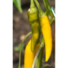 Chili. Gelbes Ru00fcsselschen. Capsicum annuum. Frø