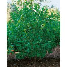 Häck Slånaronia Elata Goliat 60-100Cm 50-Pack
