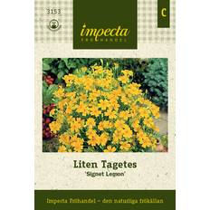 Tagetes, Liten, Signet Lemon