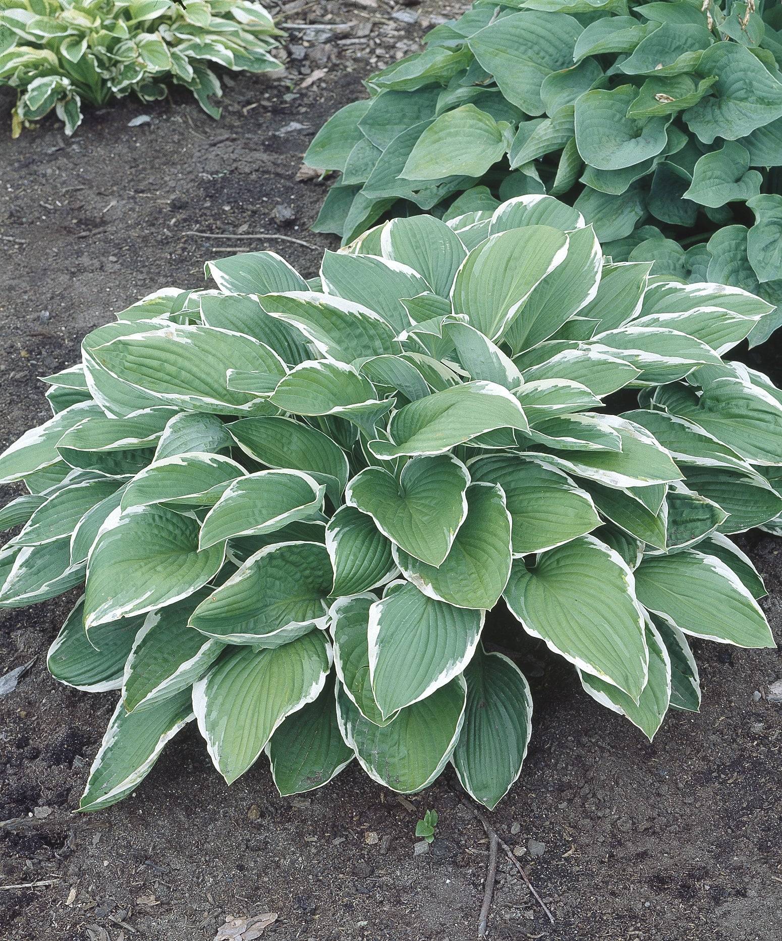 Hosta fortunei 'Francee', 6-pack
