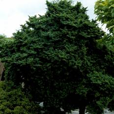 Dukke-elm (Ulmus minor 'Jacqueline Hillier') Opstammet 80 cm