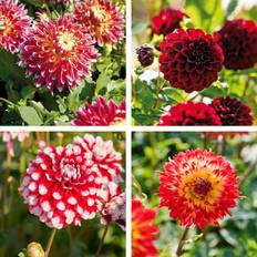 Dahlia mix 'Fire mix' - 5 knolde - Flerfarvet Dahlia Mix