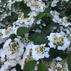 Japansk Snebolle - Viburnum plicatum ´Tennessee´ 120 cm stamme