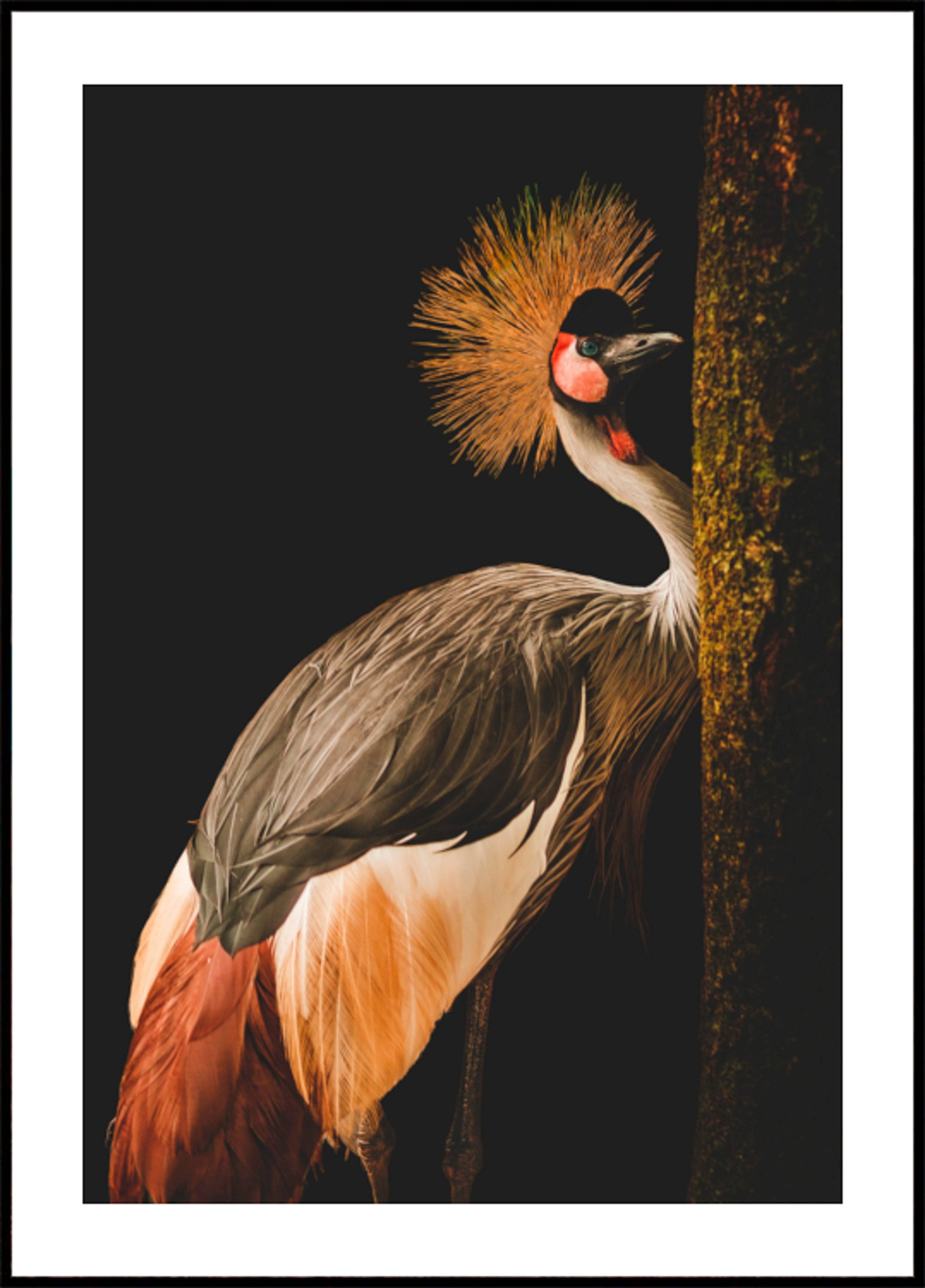 Regal Crowned Crane (100x140) - Plakater > Osorterade verk, BD