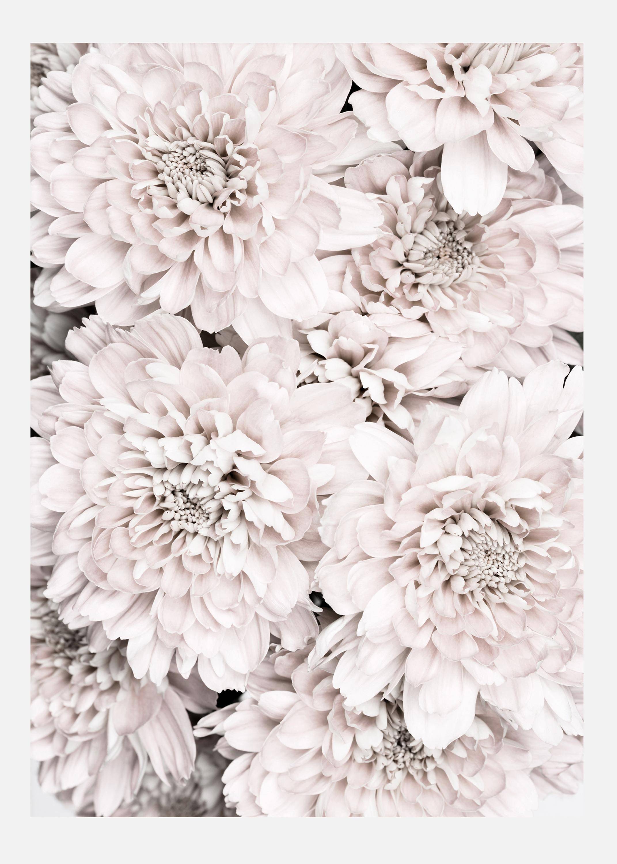 Chrysanthemum II Canvastavla (100x140 cm)