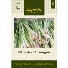 Ostindiskt Citrongräs