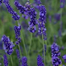 Lavendel, Lavandula ang. 'Hidcote Blue', 1 liter potte