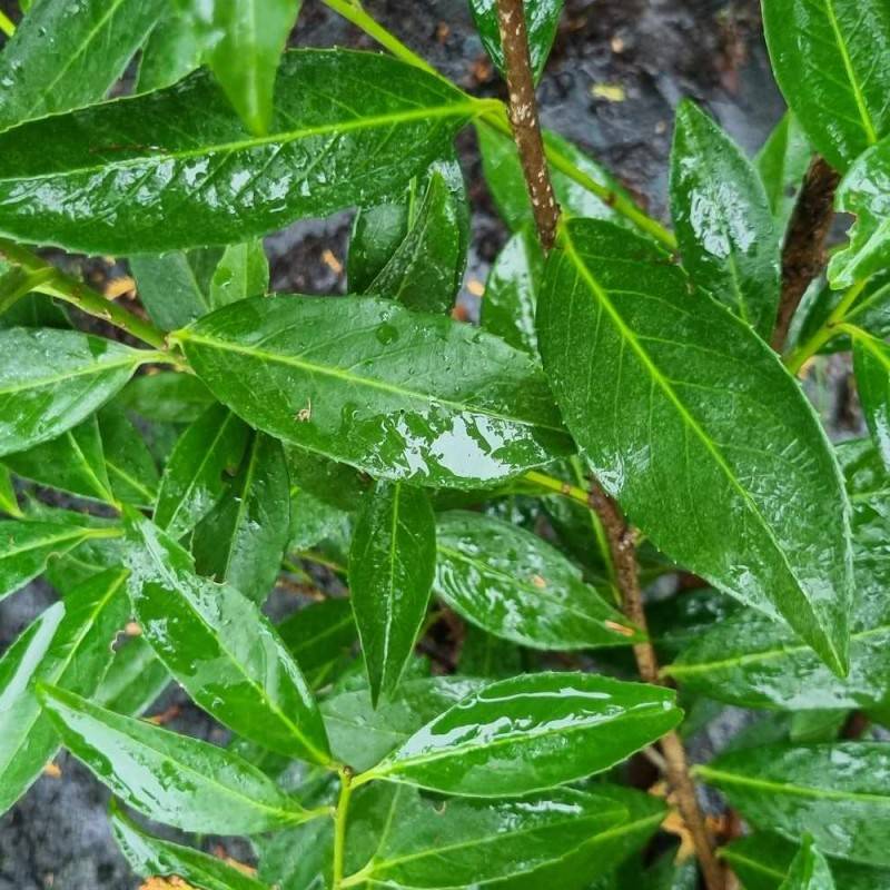 Laurbærkirsebær Caucasica 60-80 cm. - Bundt Med 25 Stk. Barrods hækplanter - Prunus laurocerasus Caucasica.
