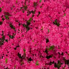 Japansk Azalea (Storlek: 25-30 C2)