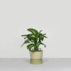 Ro Collection Two Tone Planter Floor Large Ø: 34 cm - Artichoke Green