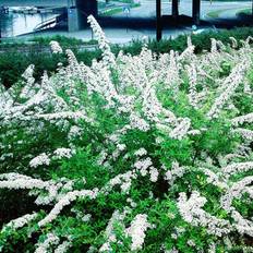 Snedrivebusk (Spiraea cin. 'Grefsheim') 30-50 cm