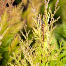 Kæmpethuja (Thuja plicata 'Forever Goldy') 80-100 cm