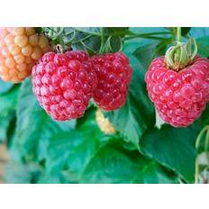 Hindbær, Rubus Idae - Ruby Beauty - 5L Potte