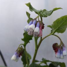 Kulsukker Hidcote Blue - Symphytum grandiflorum Hidcote Blue