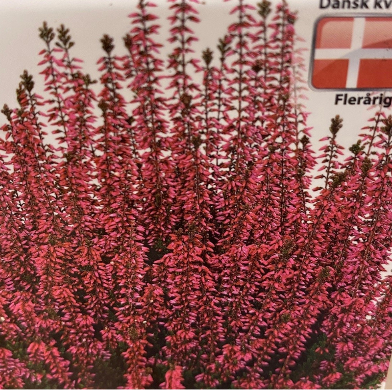 Efterårslyng (Calluna vulgaris 'Paula')