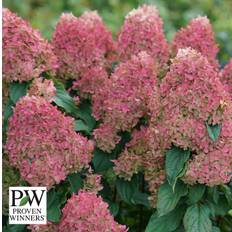 Syrénhortensia (Storlek: 30-40 C3)