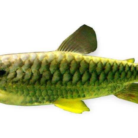 Tucan fish (Chalceus erythrurus) 3–4 cm