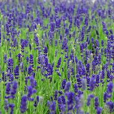 Lavendel (Lavandula angustifolia 'Hidcote') Potte 7,5 L