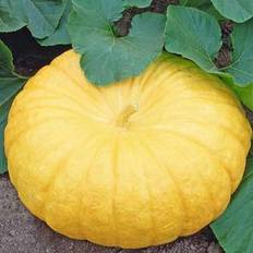 Græskar, Yellow Pumpkin, Jaune de Paris, frø