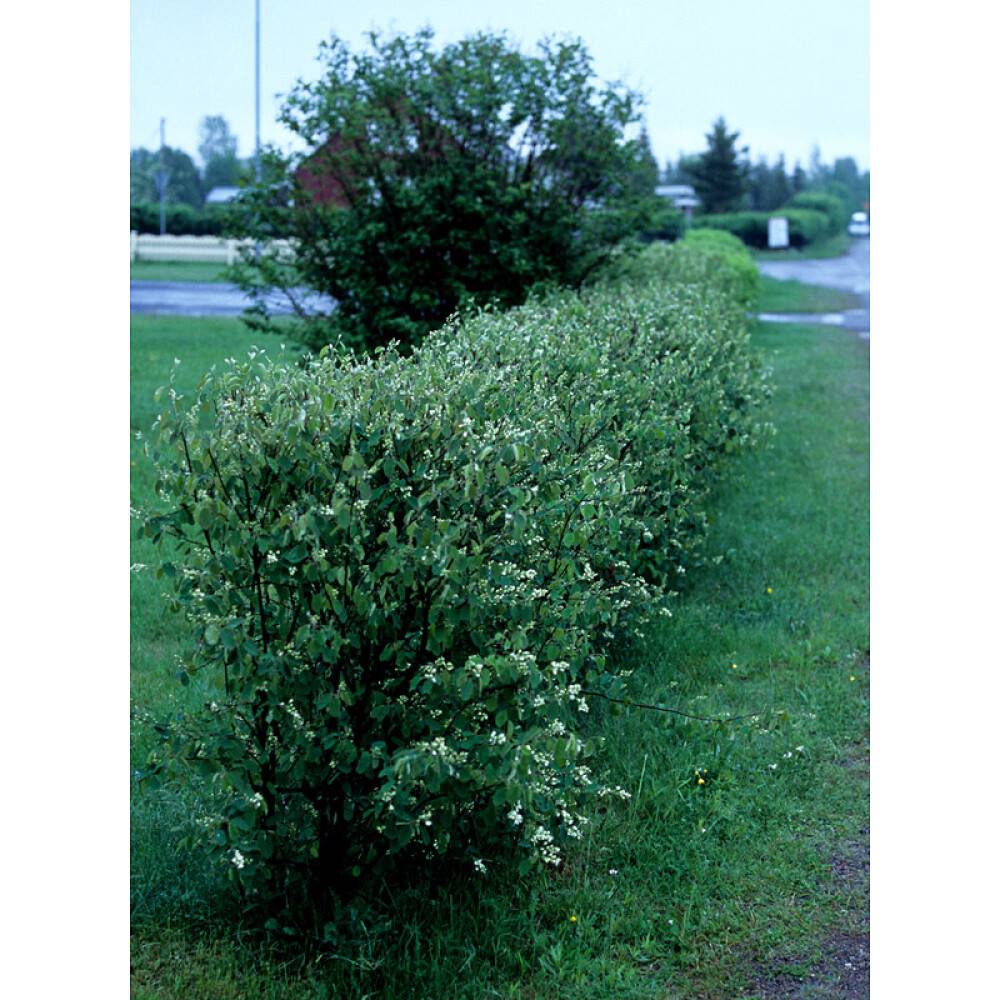 HÄCK HÄGGMISPEL SPICATA 50-80CM 100-PACK BARROT