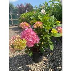 Havehortensia `Dorthea`