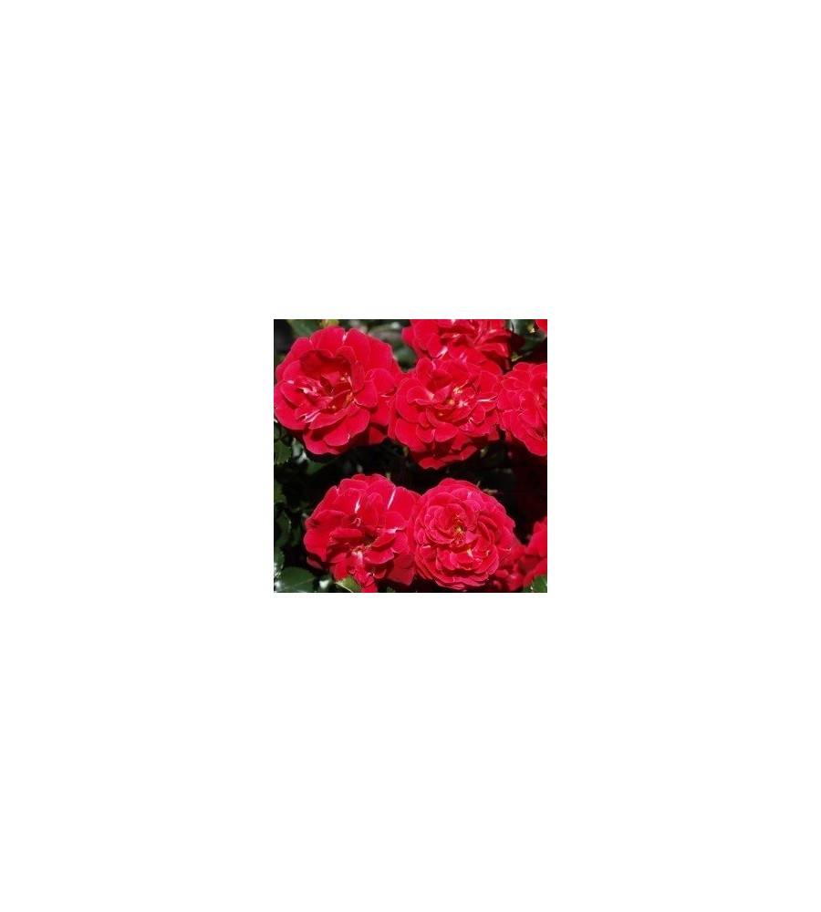 Rose Dacapo - Slyngrose Courtyard Climber / Barrods.