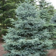 Blågran 'Glauca'