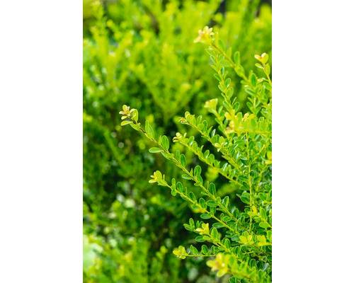 Japansk järnek OMNIA GARDEN Ilex crenata 'Green Hedge' Co 10-pack