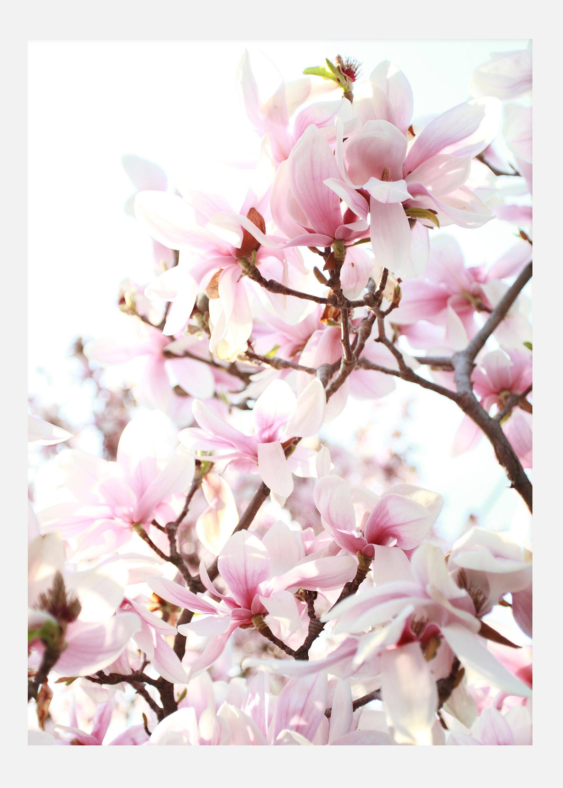 Cherry Trees Canvastavla (70x100 cm)