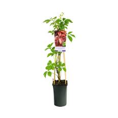 Klättervildvin OMNIA GARDEN Parthenocissus quinquefolia 3-pack