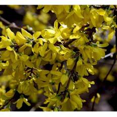 Forsythia 'Spectabilis'