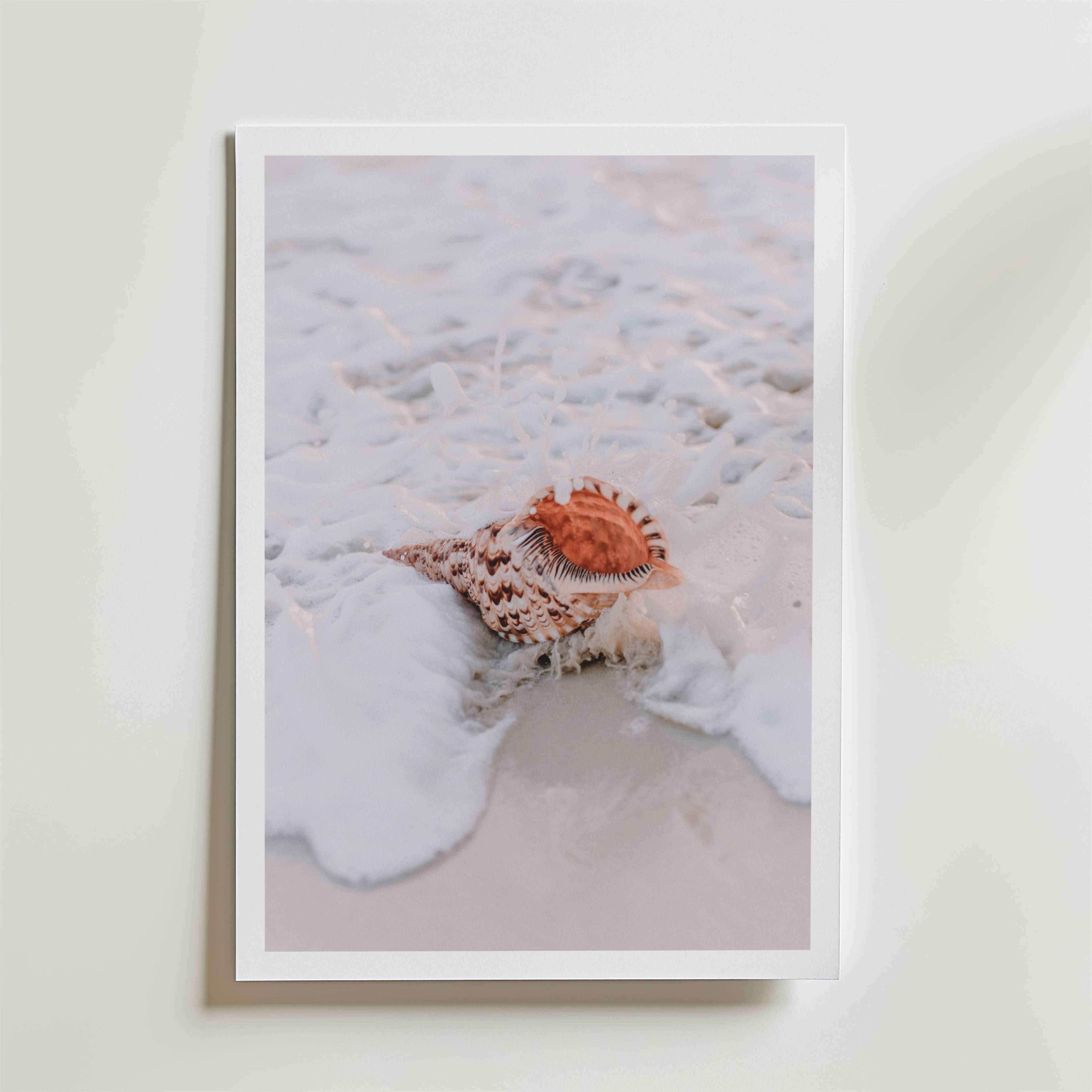 Seashell Mist Poster - Premium Canvas 50x70 cm
