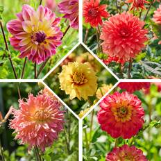 Dahlia mix 'Summer mix' - 5 knolde - Flerfarvet Dahlia Mix