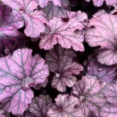 Alunrot - Heuchera hybr. Frosty Night (Krukstorlek: 0,5-1L)