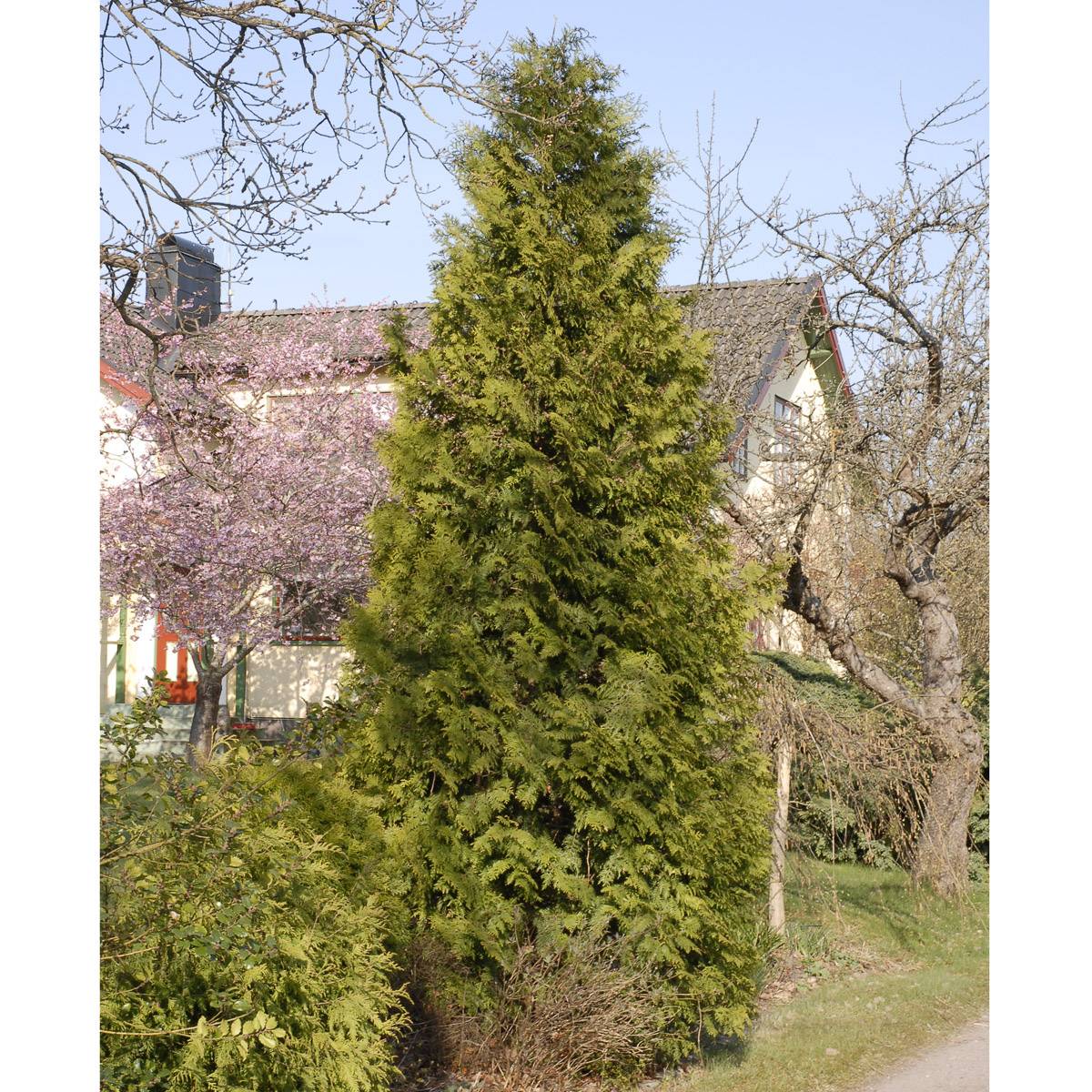 Tuja - Thuja occidentalis Brabant (Storlek: 125-150 co)
