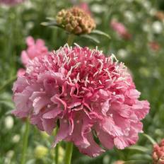 Enkeblomst, Scabiosa Atropurpurea, SALMON PINK