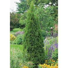 Thuja occidentalis Smaragd, 3-pack
